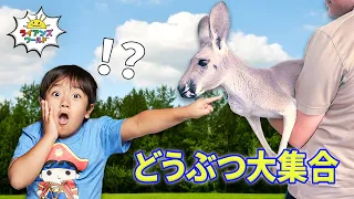 どうぶつ大集合スペシャル🦘✨