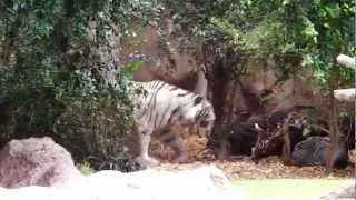 Tenerife/Loro Parque/Tiger Island