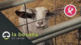 Un hotel para cabras | La besana en verde