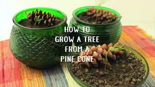 How to Grow a Tree from a Pine Cone