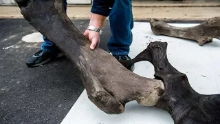 Mastodon bones: are being donated to the University of Michigan.