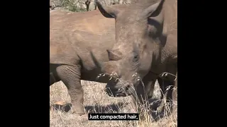 A rhino's horn is made of keratin, the same material as human hair and nails.