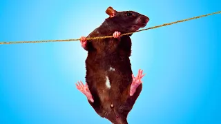 🐀 The Amazing Climbing Abilities of Rats! 🧗