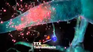 TETRODOTOXIN METHOD OF ACTION