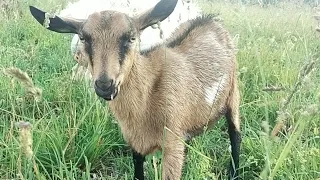 КОЗЫ пасутся под дождем🐐 Зачем СЕНО КОЗАМ круглый год 🤠Огородные дела🫐КОЗЫ и сирень🌿 БЕЛОЧКИ 🐿️