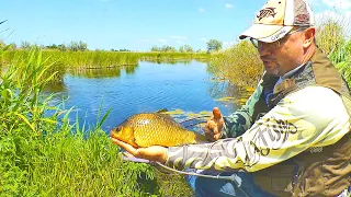 Ловля огромных карасей в сильно заросшем водоеме. Рыбалка на карася фидером в траве