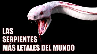 NO CREERÁS CUAN RÁPIDO ACTUA EL VENENO DE ESTA SERPIENTE