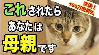 猫が家族の中で最愛の人にしか見せない仕草10選を獣医師が解説します