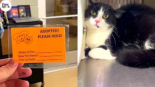 Shelter Cats Get Adopted - Priceless Moments When Shelter Cats Realized They Are Being Adopted
