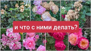 Муки "розонутого склерозника"! Резать или нет? Вот в чём вопрос!11 августа 2023 г.