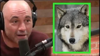 Joe Rogan - Wolves Don't Mess Around!