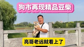 【河南亮哥萌宠记】狗市再现精品豆柴，亮哥老远就看上了，当机立断帮粉丝拿下