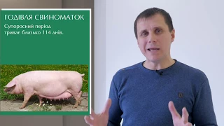 Годівля супоросних свиноматок / Кормление супоросных свиноматок