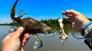 Catching Blue Crabs With a STRING | Catch and Cook