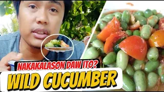 Wild Cucumber || Wag subokang kaininin