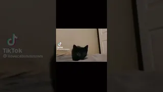 a kitten tragically dies