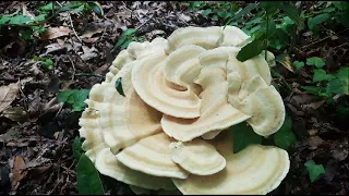 Berkeleys Polypore