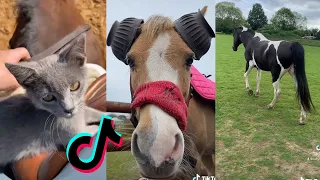 9 Minutes Of Reletable HORSE - TikTok Compilation 2022 #72