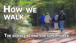 How we walk: The science behind our superpower