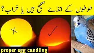 How to check if egg is fertile | budgies egg candling guide | australian parrots eggs checking