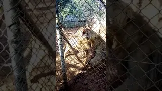 African Lion fight