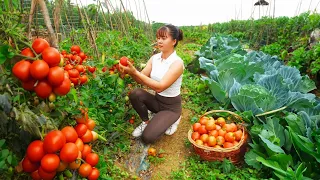 Harvesting Tomatoes and Vegetables Go To Market Sell - Cooking | Phuong Daily Harvesting