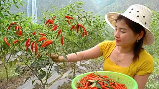 Harvesting A Lot Of Chilli Goes To Market Sell & Sell pigs - Living off grid | Nhất New Life