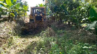 Excellent BULLDOZER D6R XL working to tidy up banana plantation roads