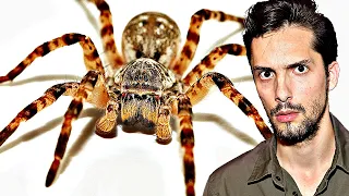 Riesen-Spinne kommt nach Deutschland! Ist sie gefährlich?