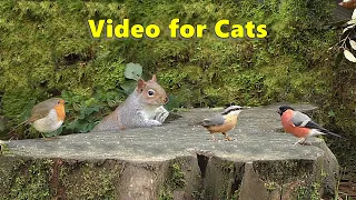 Videos for Cats : Birds Chirping in The Secret Forest -  9 HOURS of Cat TV