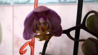 Распустилась орхидея Манхэттэн ))