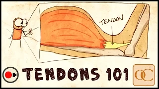 The Basic Science of Tendons & Tendinitis