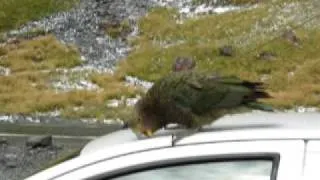 New Zealand - South Island - Kea eating a car ;)