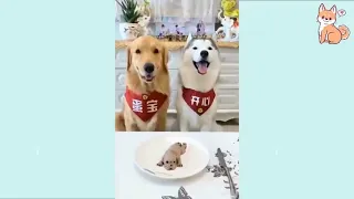 Cute TikTok Pets to Cure All Your Sadness  ♥ Cutest Pets #AnimalsLover