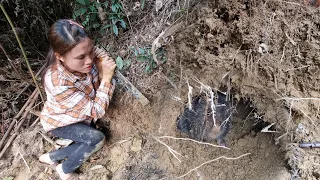 Detect traces of bamboo rats and how to catch bamboo rats. The girl lives alone in the forest