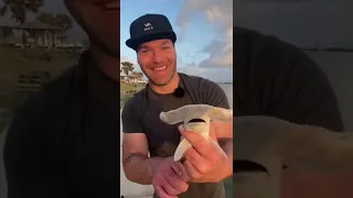 Catching The CUTEST Baby Hammerhead Shark #shorts #babyshark #hammerheadshark