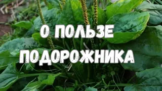 О пользе подорожника