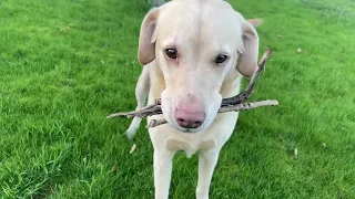 Olive and Mabel - simple dog joy