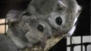 エゾモモンガの赤ちゃんの授乳~Russian flying squirrel Baby