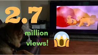 dog emotional reaction to Lion King scene (must watch, don't cry)