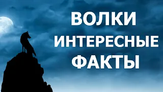 ВОЛКИ- ИНТЕРЕСНЫЕ ФАКТЫ