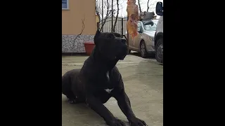 Presa canario raw meat feeding