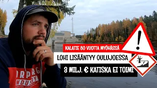 JOKI TÄYNNÄ LOHTA JA TAIMENTA - MAAILMAN KALLEIN JA HUONOIN KATISKA - MISSÄ ON OULUJOEN KALATIET?