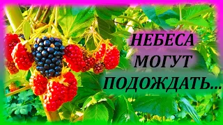 Этот сорт ежевики хотят все! НЕБЕСА МОГУТ ПОДОЖДАТЬ в Московской области. Как выращивать ежевику.