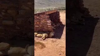 Lions in South Africa sanctuary