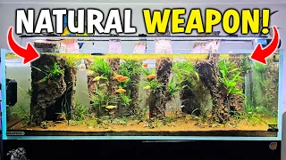 My Natural Secret WEAPON For Keeping Aquariums Healthy