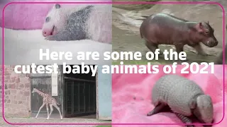 2021's cutest baby animals