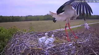 Storch wirft Küken aus dem Nest