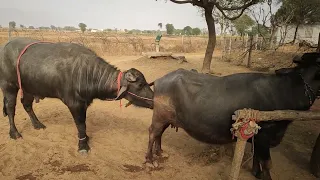 Indian Pada Bhains Ko kis prakar pregnant karta hai