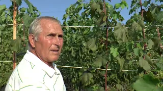 Экспедиция по садам и виноградникам Д В, участок Мартёха В  С , с  Курское, 23 08 2021 г